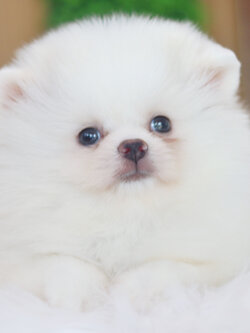 ปอมเมอเรเนียน เพศเมียสีขาวครีม