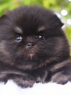 ปอมเมอเรเนียน เพศเมียสีแบล็คแทน