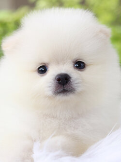 ปอมเมอเรเนียน เพศเมียสีขาวครีม