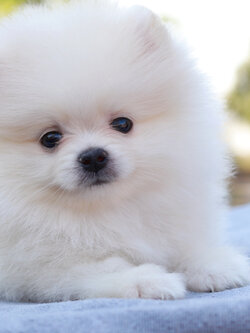 ปอมเมอเรเนียน เพศเมียขาว