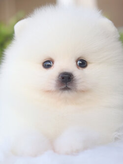 ปอมเมอเรเนียน เพศผู้สีขาวครีมเกรดโชว์