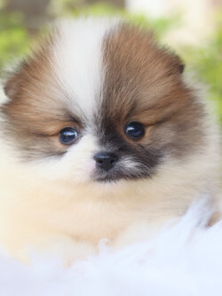 ปอมเมอเรเนียน เพศผู้แฟนซี