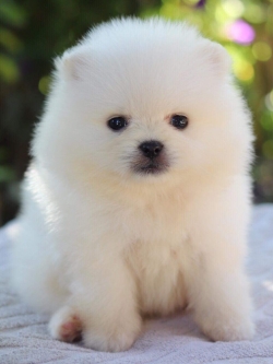 ปอมเมอเรเนียน เพศเมีย