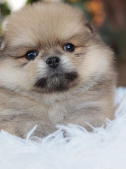 ปอมเมอเรเนียน เพศผู้สีส้ม ขนแน่นๆ