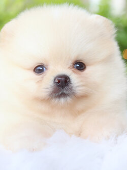 ปอมเมอเรเนียน เพศผู้สีครีม