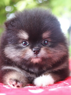 ปอมเมอเรเนียน เพศเมีย สีแบล็คแทน