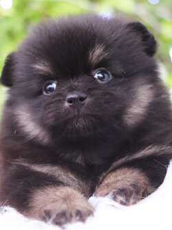 ปอมเมอเรเนียน เพศผู้ แบล็คแทน