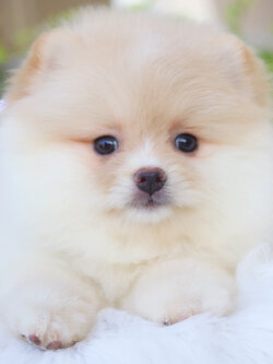 ปอมเมอเรเนียน เพศเมียสีครีม