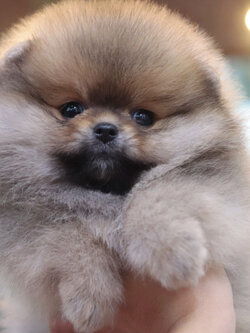 ปอมเมอเรเนียน เพศเมียสีส้ม เกรดโชว์