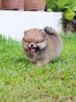 ปอมเมอเรเนียน เพศเมีย