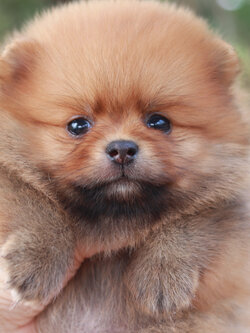 ปอมเมอเรเนียน เพศเมียสีส้ม