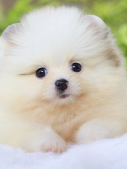 ปอมเมอเรเนียน เพศเมียสีแฟนซี