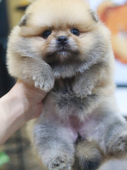 ปอมเมอเรเนียน เพศเมีย สีส้ม หน้าตุ๊กตาขนแน่นๆ