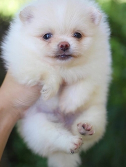 ปอมเมอเรเนียน เพศผู้