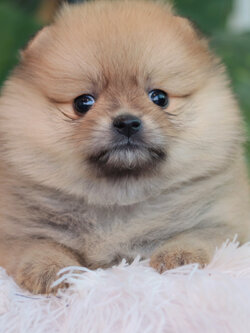 ปอมเมอเรเนียน เพศเมียสีส้ม