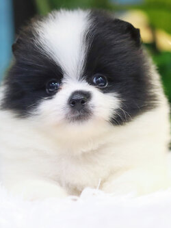 ปอมเมอเรเนียน เพศเมีย สีแฟนซีขาวดำ