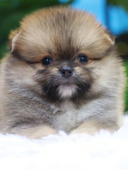 ปอมเมอเรเนียน เพศผู้ สีส้ม