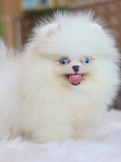 ปอมเมอเรเนียน เพศเมียสีแฟนซีเกรดโชว์ตาสีฟ้า