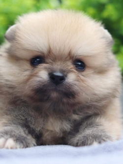 ปอมเมอเรเนียน เพศผู้