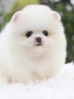 ปอมเมอเรเนียน เพศผู้ สีขาวเกรดโชว์ พร้อมใบเพ็ดดีกรี