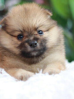 ปอมเมอเรเนียน เพศเมียเกรดเลี้ยงเล่นหน้าฟ็อก