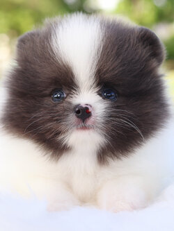 ปอมเมอเรเนียน เพศผู้ สีแฟนซี