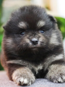 ปอมเมอเรเนียน เพศเมีย แบล็คแทน