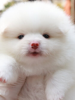 ปอมเมอเรเนียน เพศผู้สีขาว