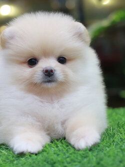 ปอมเมอเรเนียน เพศเมียขาวครีม