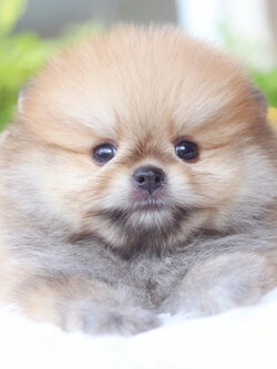 ปอมเมอเรเนียน เพศผู้สีส้ม