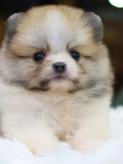 ปอมเมอเรเนียน เพศเมีย