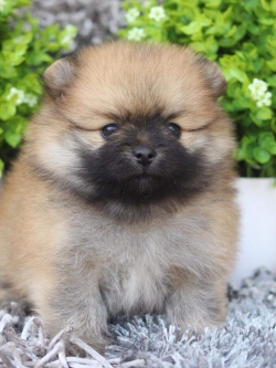 ปอมเมอเรเนียน เพศเมีย