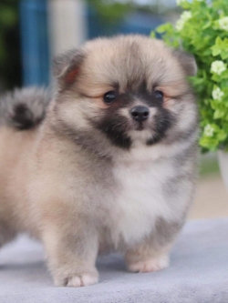 ปอมเมอเรเนียน เพศเมีย