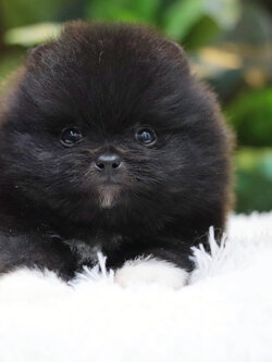 ปอมเมอเรเนียน เพศผู้สีดำ