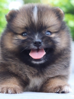 ปอมเมอเรเนียน เพศผู้