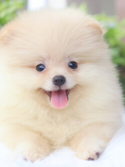 ปอมเมอเรเนียน เพศผู้สีครีม