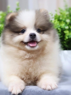 ปอมเมอเรเนียน เพศผู้