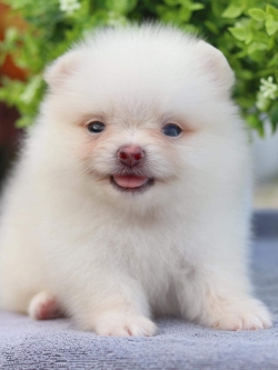 ปอมเมอเรเนียน เพศผู้