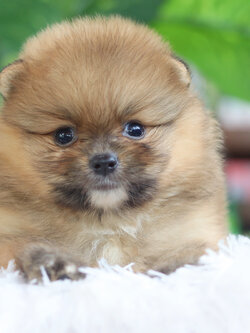 ปอมเมอเรเนียน เพศผู้ สีส้ม