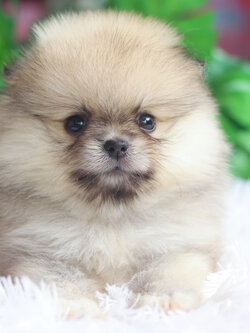 ปอมเมอเรเนียน เพศเมียสีส้ม