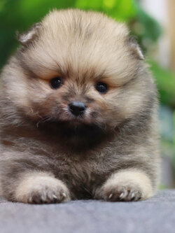 ปอมเมอเรเนียน เพศผู้