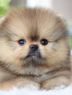 ปอมเมอเรเนียน เพศผู้สีส้ม เกรดโชว์