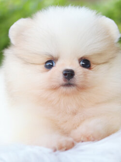 ปอมเมอเรเนียน เพศผู้ สีแฟนซี