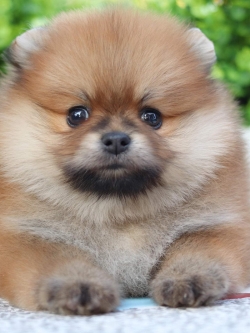 ปอมเมอเรเนียน เพศเมีย