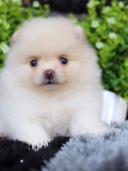 ปอมเมอเรเนียน เพศเมีย