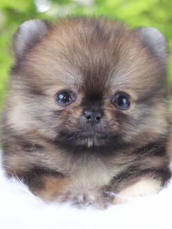 ปอมเมอเรเนียน เพศเมียสีส้มทีคัพ