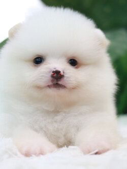 ปอมเมอเรเนียน เพศผู้ ขาว หน้าฟ็อก