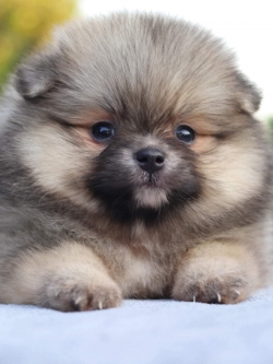 ปอมเมอเรเนียน เพศเมีย