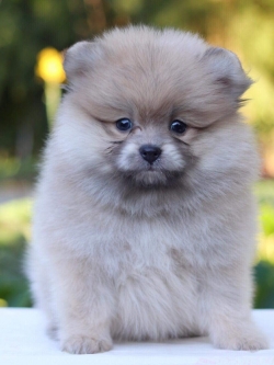 ปอมเมอเรเนียน เพศผู้