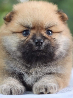 ปอมเมอเรเนียน เพศผู้